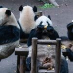 Adorable_Giant_Panda_Family_Feast_Captures_Hearts_at_Chongqing_Zoo