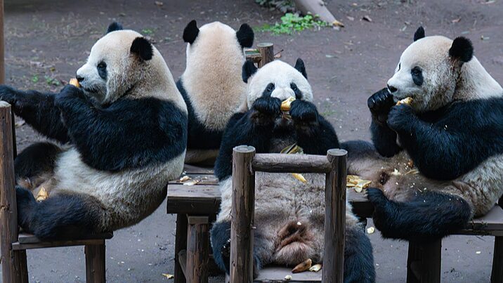 Adorable_Giant_Panda_Family_Feast_Captures_Hearts_at_Chongqing_Zoo