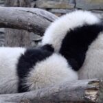 Adorable Giant Panda Twins Delight Visitors at Southwest China Conservation Center video poster