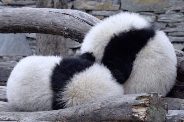 Adorable Giant Panda Twins Delight Visitors at Southwest China Conservation Center Adorable Giant Panda Twins Delight Visitors at Southwest China Conservation Center video poster