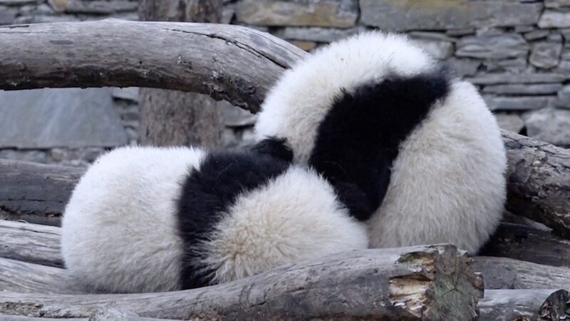 Adorable Giant Panda Twins Delight Visitors at Southwest China Conservation Center video poster