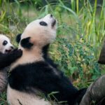 Adorable Newborn Giant Panda "Mang Cancan" Debuts at Chongqing Zoo