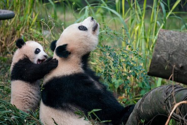Adorable Newborn Giant Panda "Mang Cancan" Debuts at Chongqing Zoo