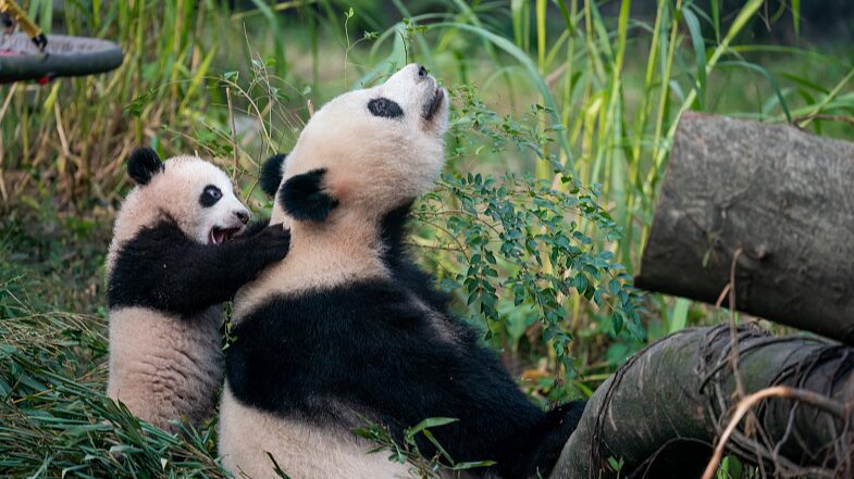 Adorable_Newborn_Giant_Panda_Mang_Cancan_Debuts_at_Chongqing_Zoo - Khabar Asia Adorable Newborn Giant Panda "Mang Cancan" Debuts at Chongqing Zoo