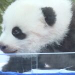 Adorable_Panda_Cub_Celebrates_First_100_Days_at_Chimelong_Safari_Park video poster