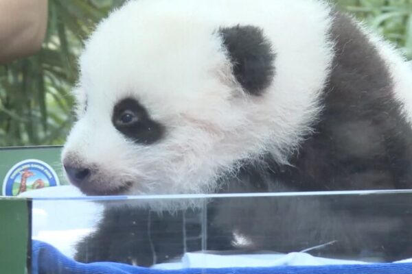 Adorable Panda Cub Celebrates First 100 Days at Chimelong Safari Park Adorable_Panda_Cub_Celebrates_First_100_Days_at_Chimelong_Safari_Park video poster