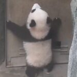 Adorable Panda Cub Puzzles Over Door at Chengdu Research Base video poster