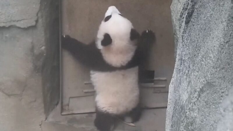 Adorable_Panda_Cub_Puzzles_Over_Door_at_Chengdu_Research_Base_poster - Khabar Asia Adorable Panda Cub Puzzles Over Door at Chengdu Research Base video poster