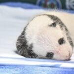 Adorable_Panda_Cub_in_Guangzhou_Celebrates_One_Month_Birthday