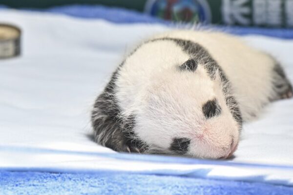 Adorable_Panda_Cub_in_Guangzhou_Celebrates_One_Month_Birthday