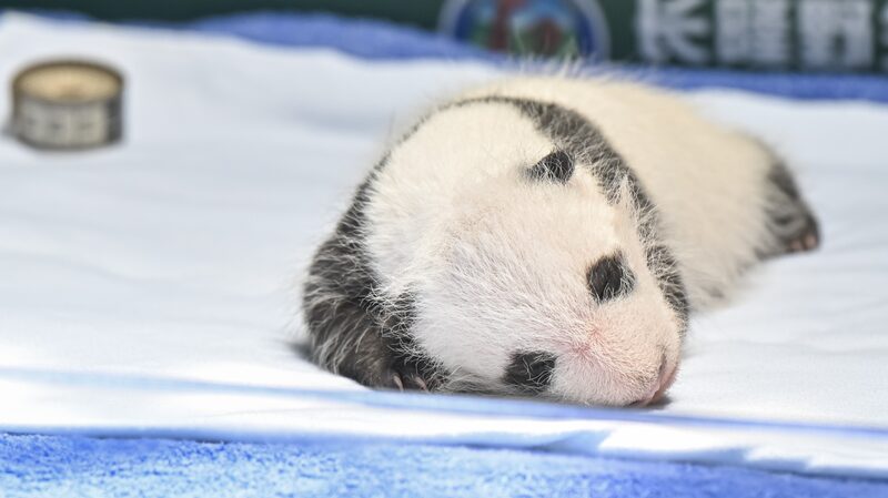 Adorable_Panda_Cub_in_Guangzhou_Celebrates_One_Month_Birthday