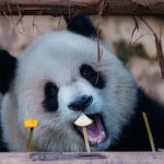 Adorable_Panda_Twins_Yu_Ke_and_Yu_Ai_Delight_Visitors_at_Chongqing_Zoo