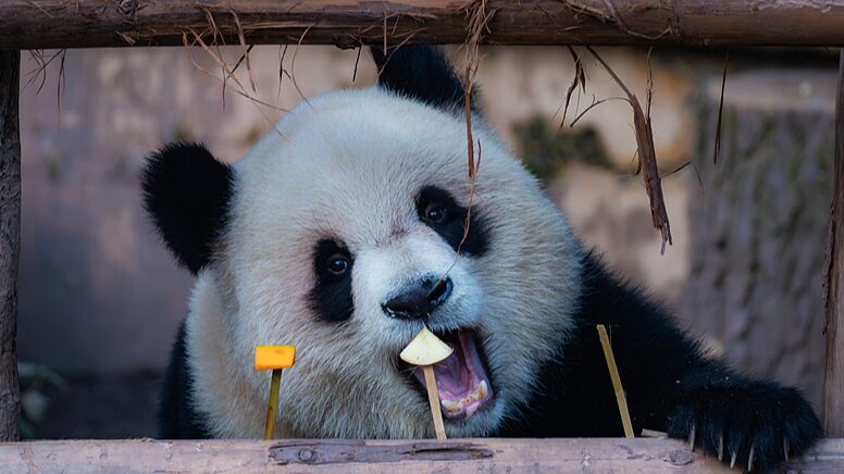 Adorable_Panda_Twins_Yu_Ke_and_Yu_Ai_Delight_Visitors_at_Chongqing_Zoo - Khabar Asia Adorable_Panda_Twins_Yu_Ke_and_Yu_Ai_Delight_Visitors_at_Chongqing_Zoo