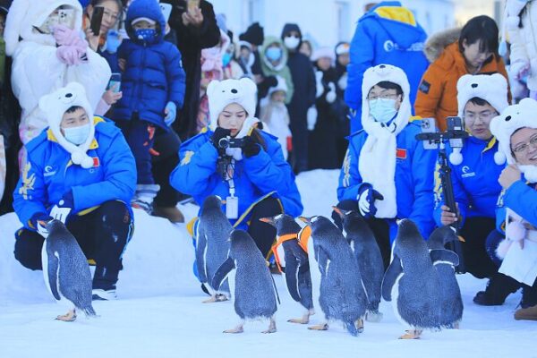 Adorable Penguins Delight Visitors Amid Snowfall at Harbin Polar Park Adorable Penguins Delight Visitors Amid Snowfall at Harbin Polar Park
