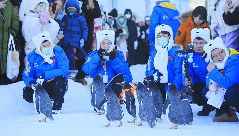 Adorable_Penguins_Delight_Visitors_Amid_Snowfall_at_Harbin_Polar_Park - Khabar Asia Adorable Penguins Delight Visitors Amid Snowfall at Harbin Polar Park
