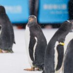 Adorable_Penguins_Parade_as_Harbin_s_Ambassadors__Charming_Visitors