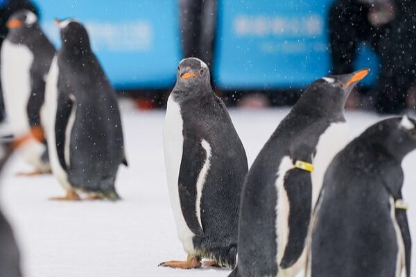 Adorable Penguins Parade as Harbin’s Ambassadors, Charming Visitors Adorable_Penguins_Parade_as_Harbin_s_Ambassadors__Charming_Visitors