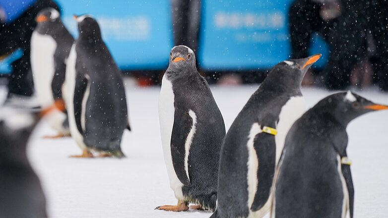 Adorable_Penguins_Parade_as_Harbin_s_Ambassadors__Charming_Visitors - Khabar Asia Adorable_Penguins_Parade_as_Harbin_s_Ambassadors__Charming_Visitors