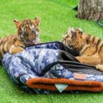 Adorable Siberian Tiger Cubs Make Public Debut at Harbin Park