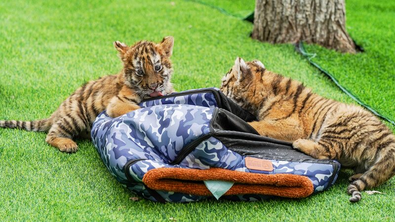 Adorable_Siberian_Tiger_Cubs_Make_Public_Debut_at_Harbin_Park - Khabar Asia Adorable Siberian Tiger Cubs Make Public Debut at Harbin Park