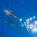 After_140_Days__Whale__Haitang__Returns_to_the_South_China_Sea video poster