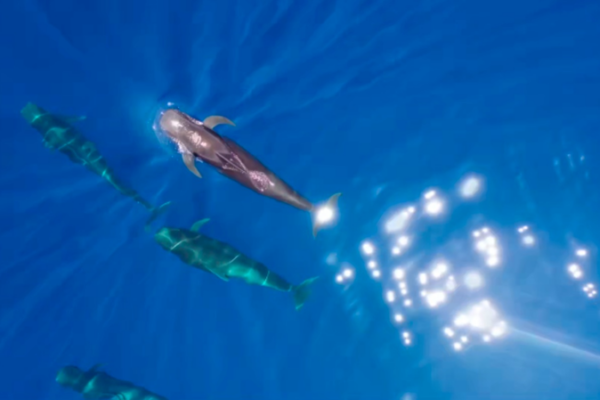 After 140 Days, Whale ‘Haitang’ Returns to the South China Sea After_140_Days__Whale__Haitang__Returns_to_the_South_China_Sea video poster