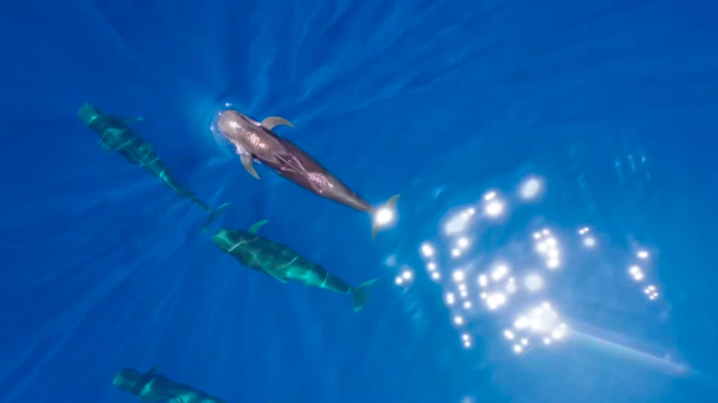 After_140_Days__Whale__Haitang__Returns_to_the_South_China_Sea video poster