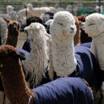 Agricultural_Festivals_Boost_Tourism__From_Peru_s_Alpacas_to_China_s_Sheep_Shearing