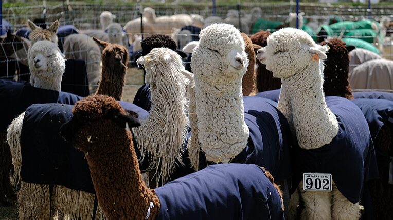 Agricultural_Festivals_Boost_Tourism__From_Peru_s_Alpacas_to_China_s_Sheep_Shearing