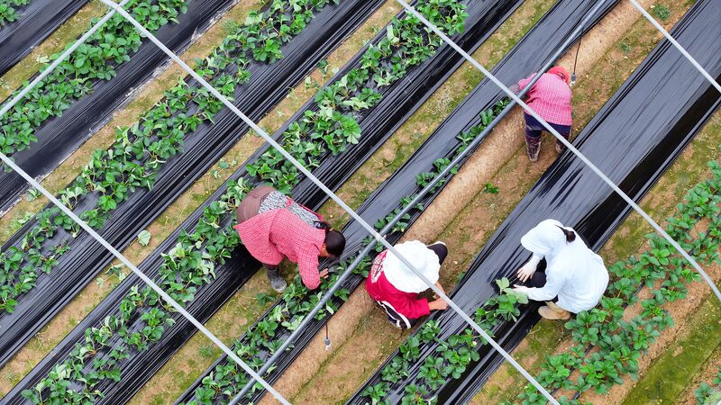 Agricultural_Trade__A_Path_to_Stabilize_China_US_Relations - Khabar Asia Agricultural_Trade__A_Path_to_Stabilize_China_US_Relations