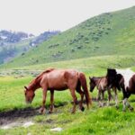 Altay in Xinjiang: A Summer Paradise for Animals