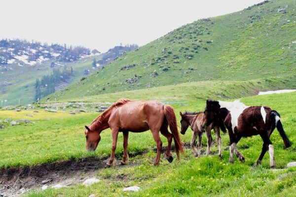 Altay in Xinjiang: A Summer Paradise for Animals