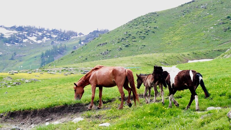 Altay_in_Xinjiang_A_Summer_Paradise_for_Animals - Khabar Asia Altay in Xinjiang: A Summer Paradise for Animals