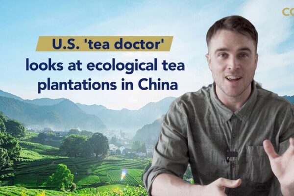 American PhD Student Explores China’s Organic Tea Plantations American PhD Student Explores China's Organic Tea Plantations video poster