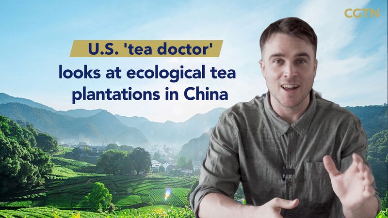 American PhD Student Explores China's Organic Tea Plantations video poster