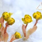 Amur Adonis: The 'Sunflower' Blooming Amid Ice and Snow in China's Heilongjiang Province video poster