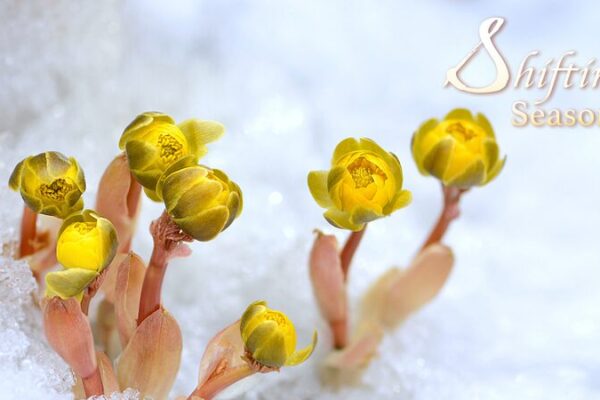 Amur Adonis: The ‘Sunflower’ Blooming Amid Ice and Snow in China’s Heilongjiang Province Amur Adonis: The 'Sunflower' Blooming Amid Ice and Snow in China's Heilongjiang Province video poster