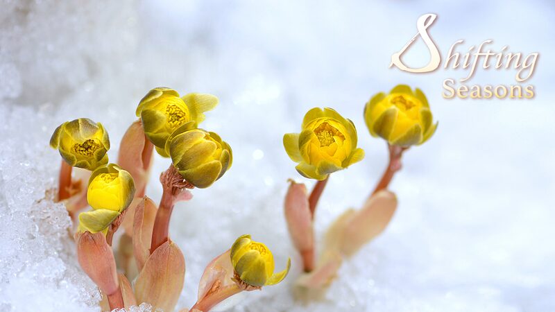 Amur Adonis: The 'Sunflower' Blooming Amid Ice and Snow in China's Heilongjiang Province video poster