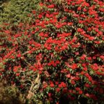 Ancient Azalea Tree in Yunnan Captivates Visitors with Spectacular Bloom