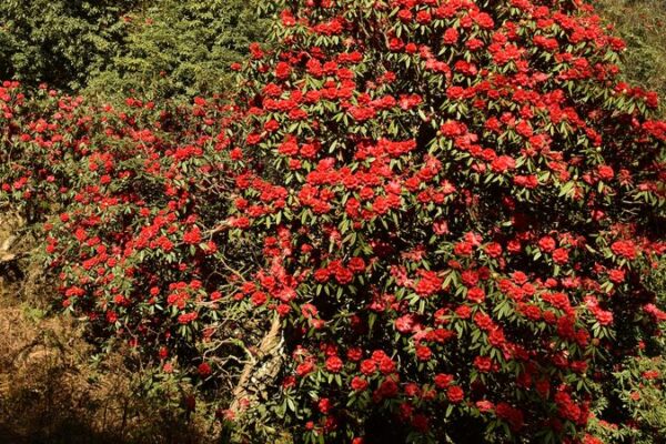 Ancient Azalea Tree in Yunnan Captivates Visitors with Spectacular Bloom Ancient Azalea Tree in Yunnan Captivates Visitors with Spectacular Bloom