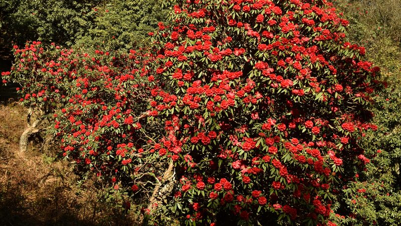 Ancient Azalea Tree in Yunnan Captivates Visitors with Spectacular Bloom