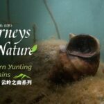 Ancient Giant Freshwater Snail Found Only in China's Erhai Lake video poster