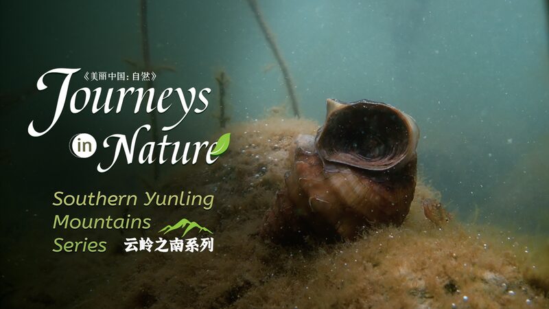 Ancient Giant Freshwater Snail Found Only in China's Erhai Lake video poster