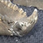 Ancient_Giant_Panda_Fossil_Unearthed_in_Shaanxi_Cave