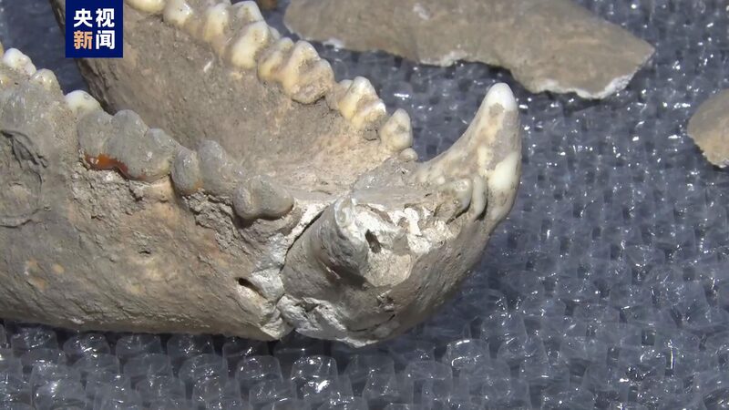 Ancient_Giant_Panda_Fossil_Unearthed_in_Shaanxi_Cave