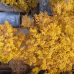Ancient_Ginkgo_Tree_in_Shandong_Transforms_into_Golden_Spectacle - Khabar Asia Ancient Ginkgo Tree in Shandong Transforms into Golden Spectacle