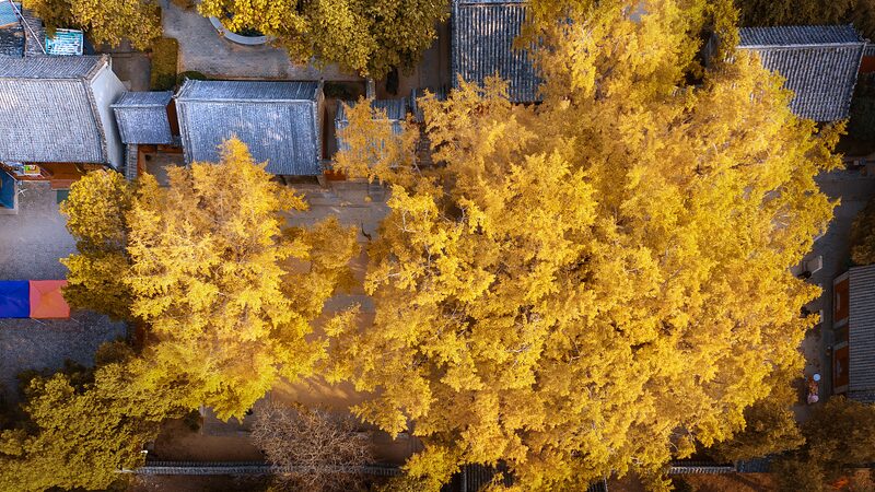 Ancient_Ginkgo_Tree_in_Shandong_Transforms_into_Golden_Spectacle - Khabar Asia Ancient Ginkgo Tree in Shandong Transforms into Golden Spectacle