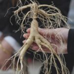 Ancient_Ginseng_Cultivation_Flourishes_in_Liaoning_s_Kuandian