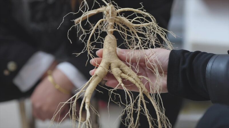 Ancient_Ginseng_Cultivation_Flourishes_in_Liaoning_s_Kuandian - Khabar Asia Ancient_Ginseng_Cultivation_Flourishes_in_Liaoning_s_Kuandian