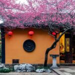 Ancient Plum Blossoms Paint a Vibrant Spring in Huzhou's Tiefosi Temple
